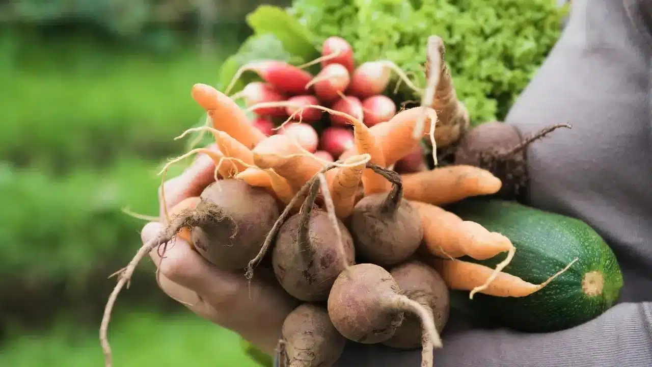 Comment entretenir son jardin pour avoir de bons fruits et légumes ?