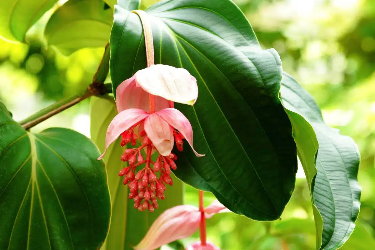 Medinilla : 6 conseils pour l’entretenir